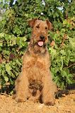 AIREDALE TERRIER 045